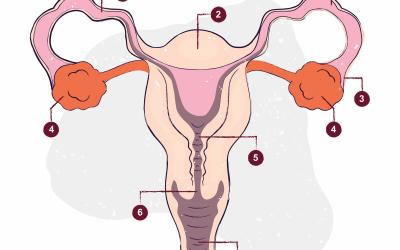 Kako funkcionira ženski reproduktivni sustav?