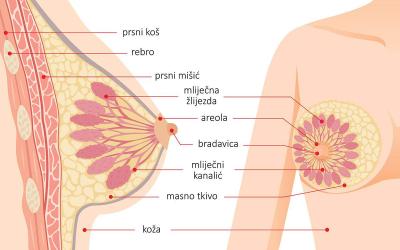 Anatomija dojke: kako je dojka građena i zašto njezina veličina nije važna