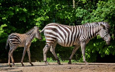 Upoznajmo sisavce Zoološkog vrta u Zagrebu