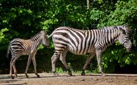 Upoznajmo sisavce Zoološkog vrta u Zagrebu