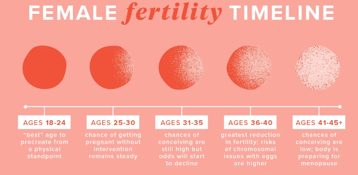 female_fertility_timeline